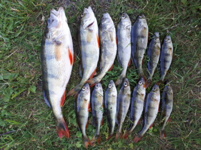 Ešerys ×15