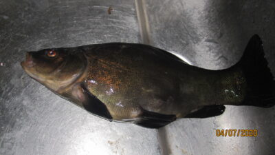 Lynas, 0,5 kg