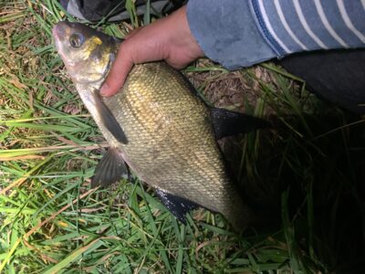 Karšis, 1,1 kg — Rubikių