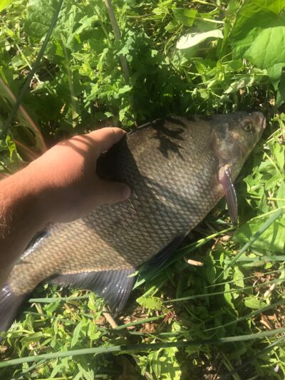 Karšis, 1,5 kg
