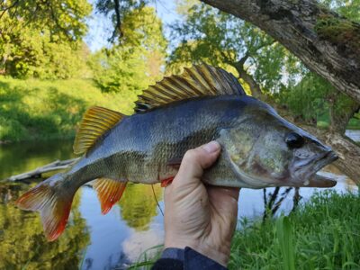 Ešerys, 0,8 kg — Minija