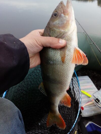 Ešerys, 0,6 kg — Sartai