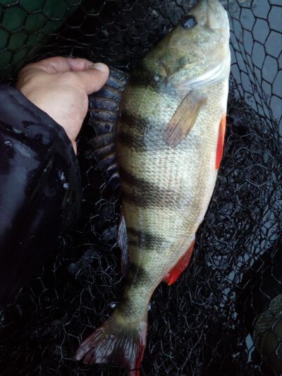 Ešerys, 0,8 kg — Žilmas