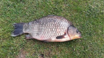 Auksinis karosas, 1,8 kg