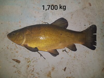 Lynas, 1,7 kg