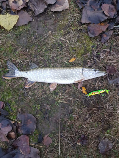 Lydeka, 1,5 kg