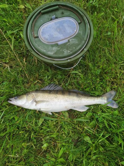 Starkis, 2,3 kg — Kupiškio