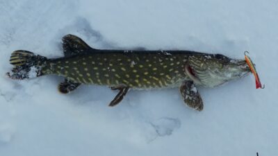 Lydeka, 0,9 kg