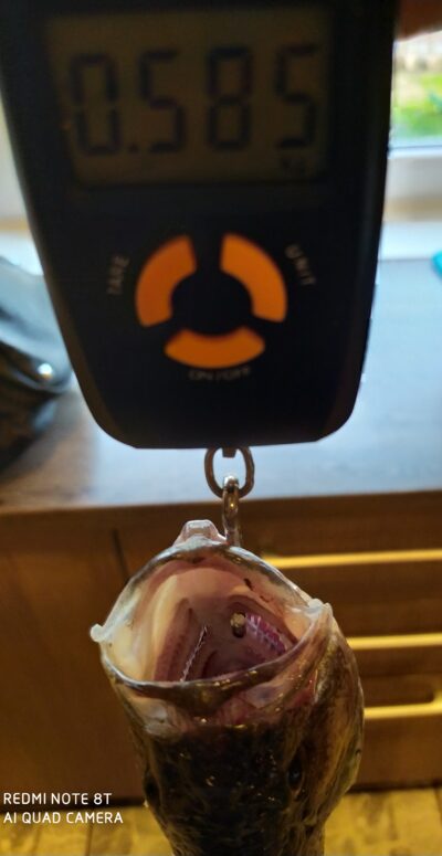 Ešerys, 0,6 kg