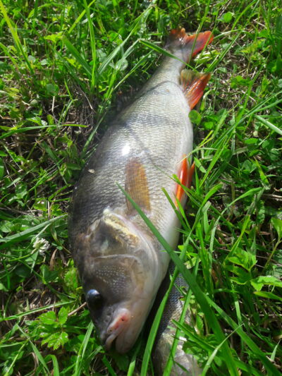 Dryžuotasis ešerys, 0,7 kg — Užvenčio