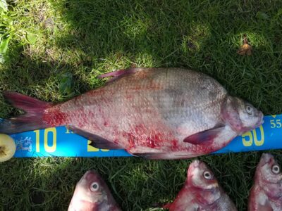 Karšis, 2,5 kg — Kuršių