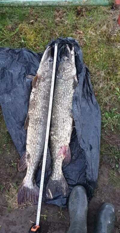 Lydeka, 9,0 kg