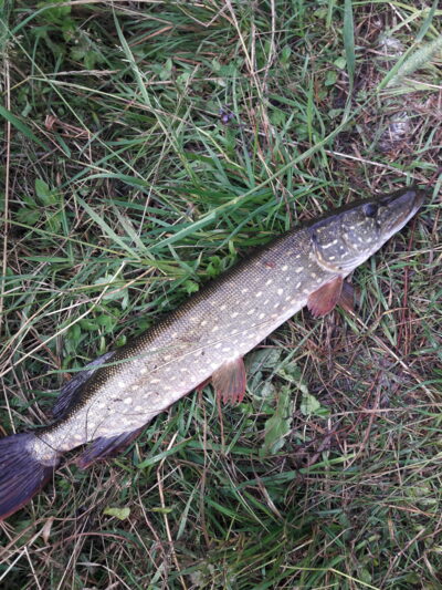 Lydeka, 1,6 kg — Užvenčio