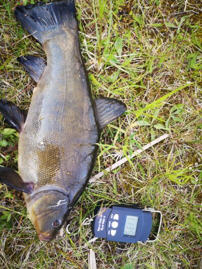 Lynas, 1,1 kg
