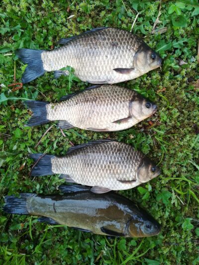 Sidabrinis karosas ×3 — Sartai
