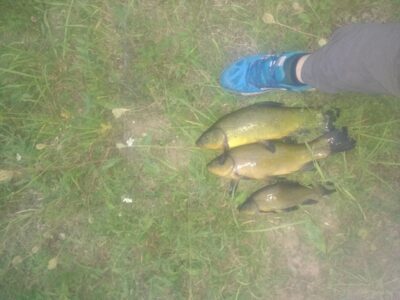 Lynas ×3