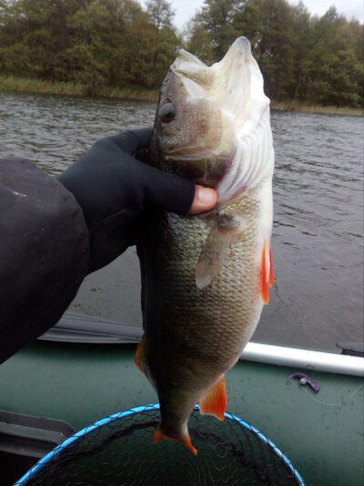 Ešerys, 0,8 kg
