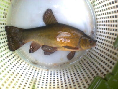 Lynas