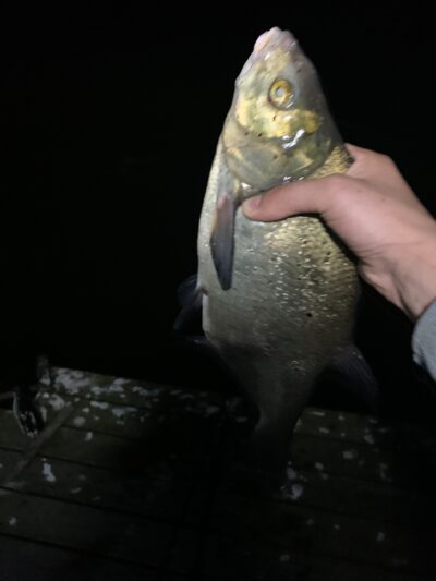 Karšis, 0,9 kg — Dviragis