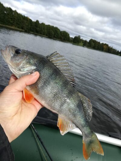 Ešerys, 0,4 kg