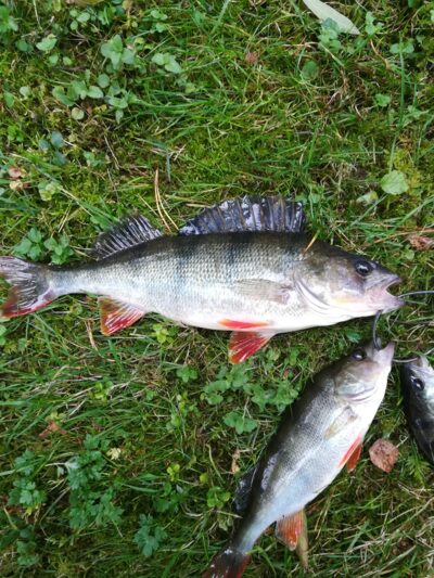 Ešerys, 0,4 kg — Sartai