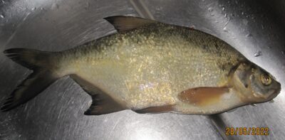 Karšis, 0,5 kg