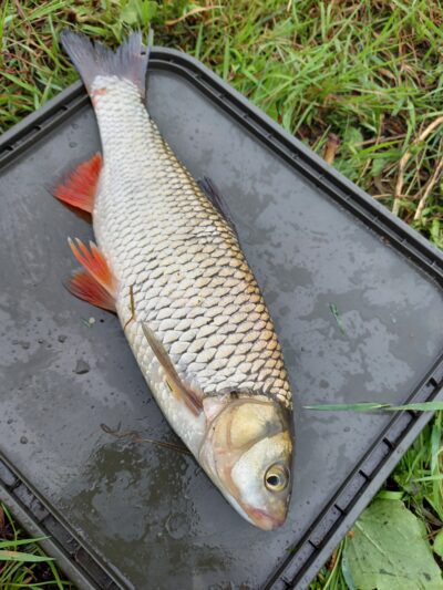 šapalas, 0,5 kg — Kražantė