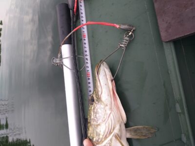 Lydeka, 1,5 kg