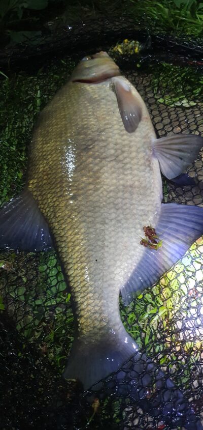 Karšis, 2,0 kg