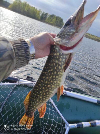 Lydeka, 1,8 kg — Žilmas