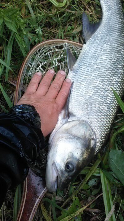 Salatis, 3,7 kg