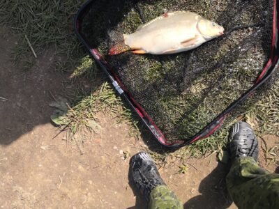 Paprastasis karpis, 2,5 kg