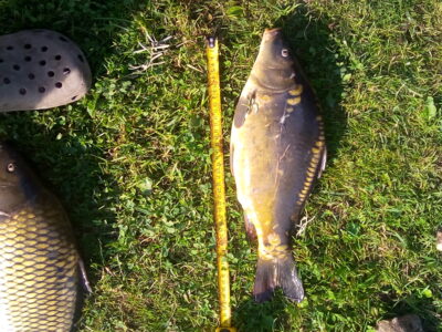 Paprastasis karpis, 1,4 kg