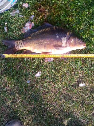 Paprastasis karpis, 1,4 kg