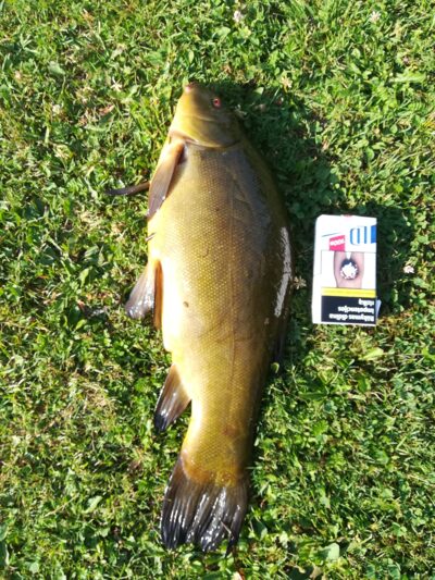 Lynas, 1,8 kg — Šakynos