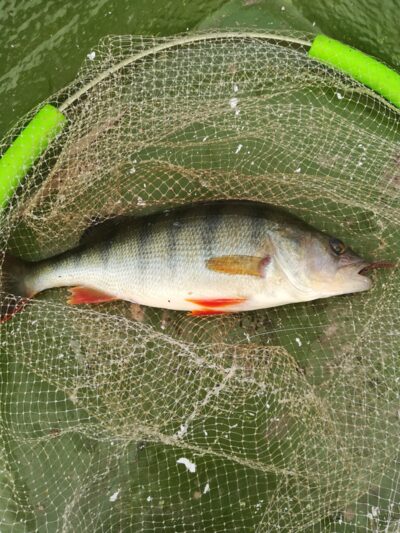 Ešerys, 0,5 kg — Sartai