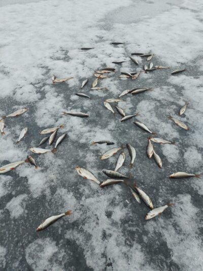 Paprastoji kuoja