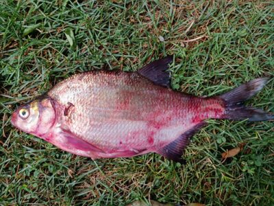 Karšis, 1,9 kg — Kuršių
