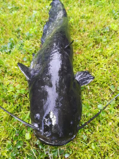 šamas, 0,5 kg — Sartai