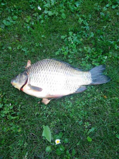 Auksinis karosas, 1,1 kg — Druskonis
