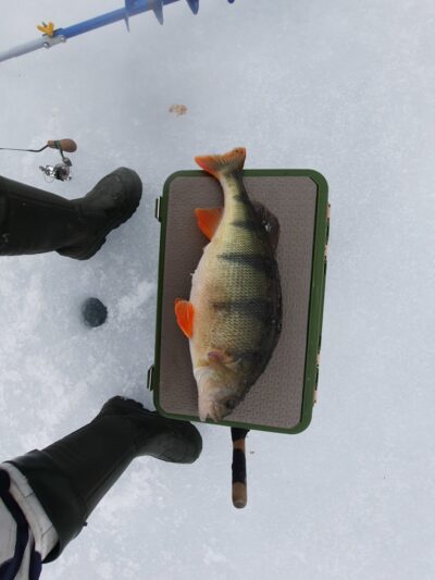Ešerys, 1,1 kg