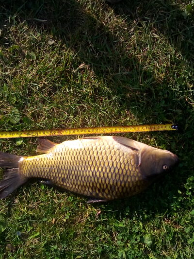 Paprastasis karpis, 2,1 kg
