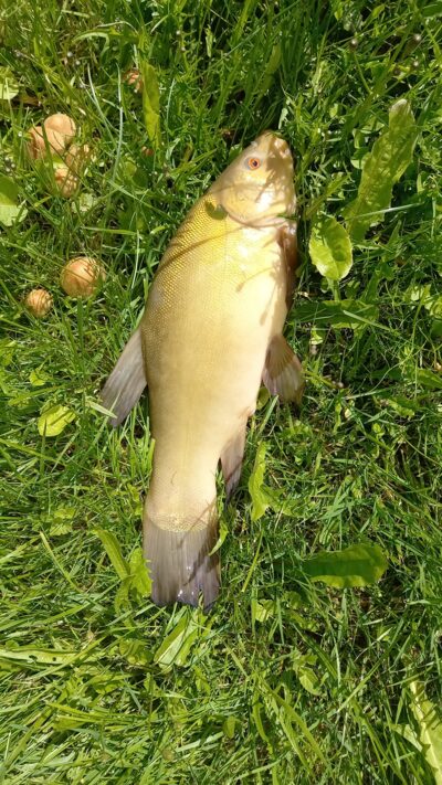 Lynas, 0,6 kg — Užvenčio