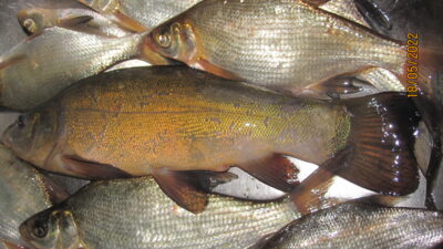 Lynas, 0,4 kg