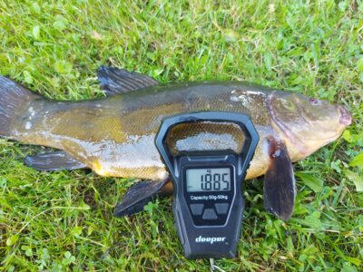 Lynas, 1,9 kg