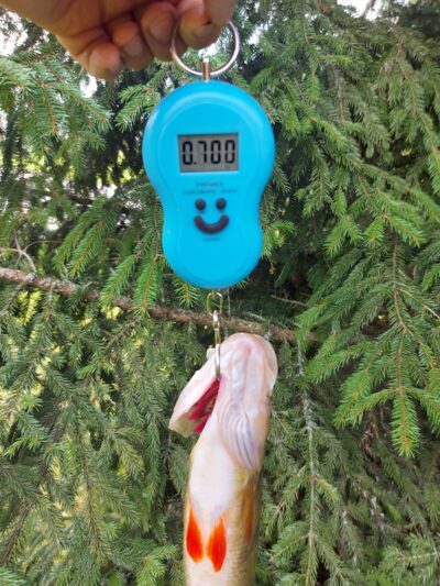 Ešerys, 0,7 kg