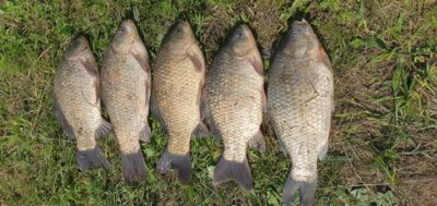 Sidabrinis karosas ×5