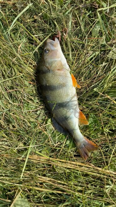 Ešerys, 0,6 kg — Užvenčio