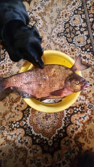 Karšis, 2,4 kg