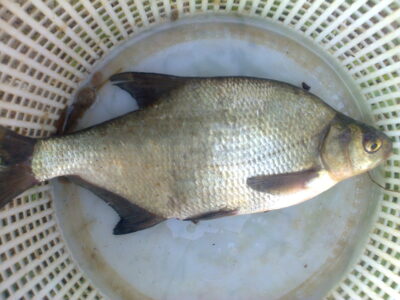 Karšis, 0,4 kg — Pakumulšių II-asis